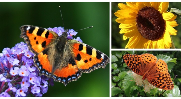 Invita le farfalle nel tuo giardino o sul balcone con queste piante bellissime