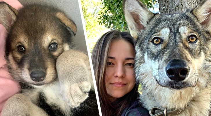 She adopts a wolf cub who had been abandoned by its mother: now they are inseparable