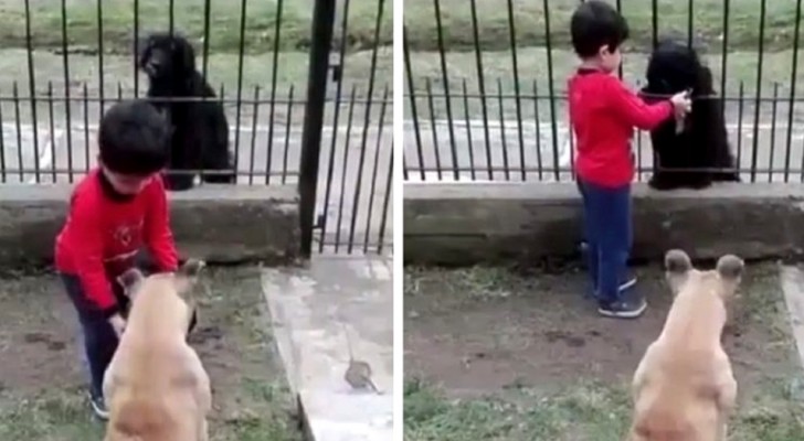Un bimbo offre ad un cane randagio il cibo del proprio cane: ce n'è per tutti