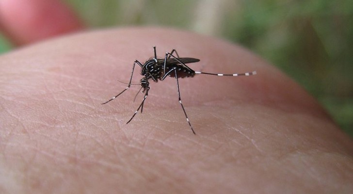 Zeg vaarwel tegen muggen: probeer deze doe-het-zelf middelen om de vervelende insecten te verdrijven