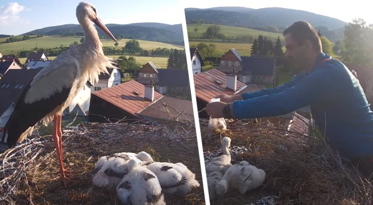 Eine ganze Kleinstadt hilft einem allein zurückgebliebenen Storch-„Papa“, seine Kleinen zu ernähren
