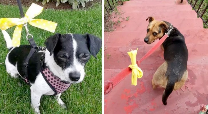 If you see a dog with a yellow bow, approach it carefully: it means that it needs its space