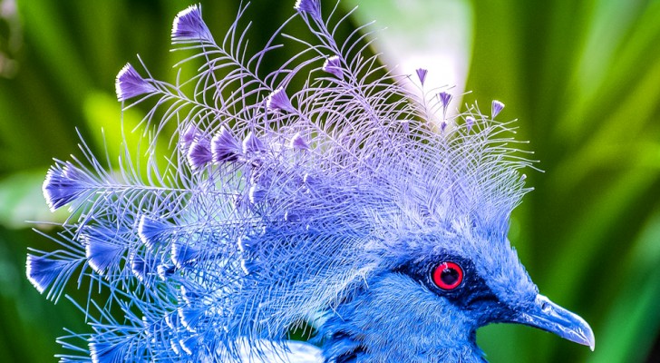 La gura di Vittoria: lo splendido "piccione" incoronato e dall'elegantissimo piumaggio blu