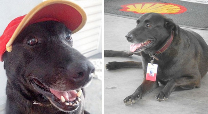 An abandoned dog is adopted by a gas station and "gets" a full-time job