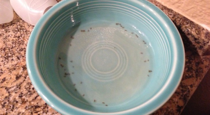 Mücken weg vom Balkon: Nützliche Tricks, um die unerwünschten Insekten zu verjagen