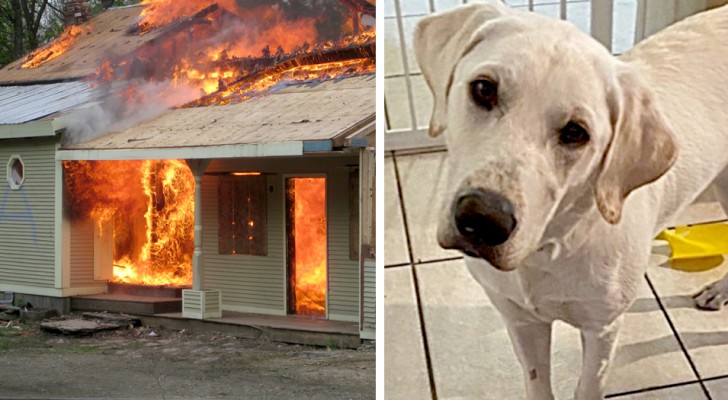 La casa va a fuoco mentre la famiglia dorme: il cane riesce a svegliarli e li mette in salvo