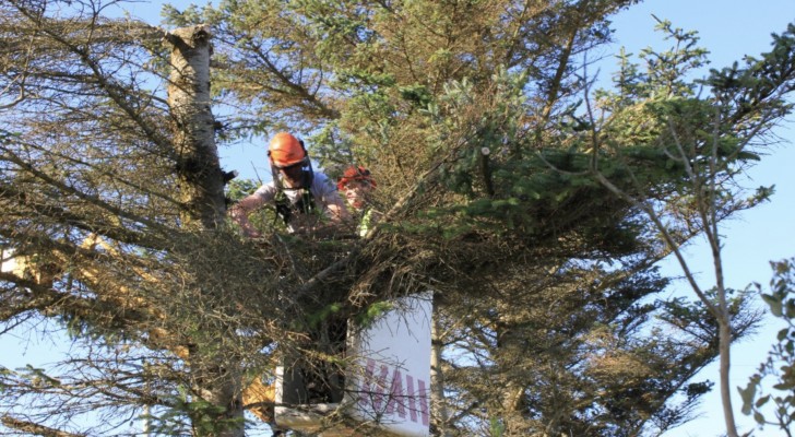 Fa tagliare l’albero del vicino a metà perché invade il suo spazio: era lì da oltre 25 anni