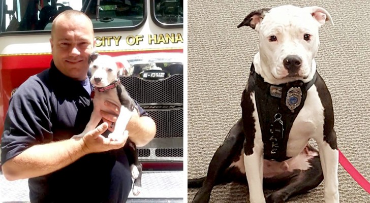 Pompiere salva cucciolo da un incendio e poi decide di adottarlo: i suoi padroni lo avevano abbandonato