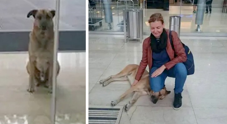 Zwerfhond raakt gehecht aan een stewardess en wacht elke dag op haar bij de deur van het hotel