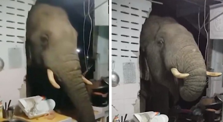 Questo elefante ha sfondato il muro di una cucina alla ricerca dello spuntino notturno