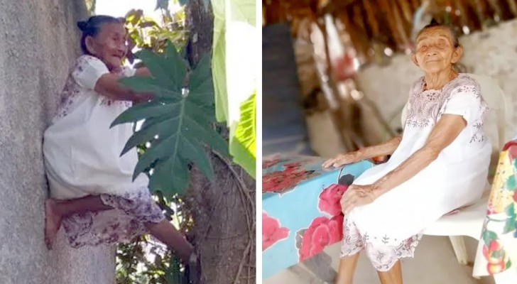 At 88, she still manages to climb trees to pick fruit and sell it in his village