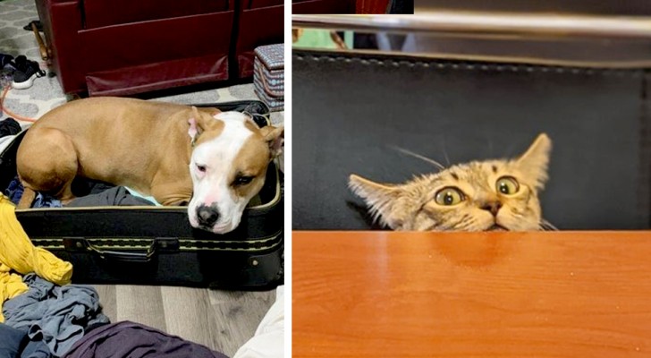 16 pets that just can't help but invade their owners' space
