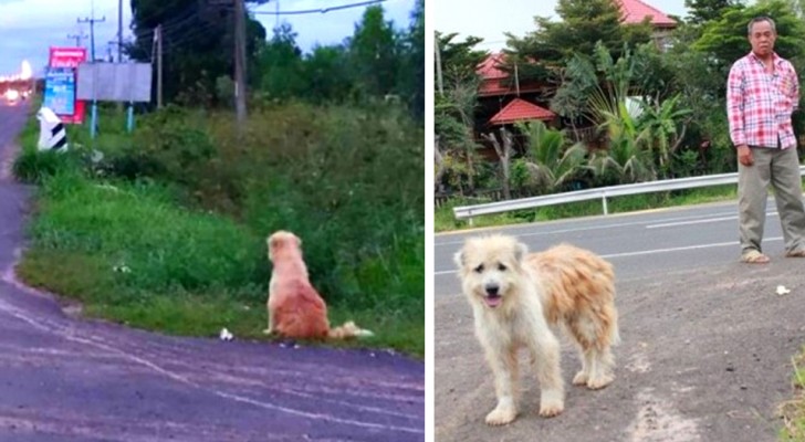 Deze hond wacht al 4 jaar op zijn baasjes, altijd op dezelfde plek: uiteindelijk kwamen ze terug om hem te halen