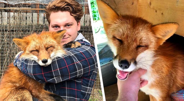 Un garçon sauve un renard d'une ferme à fourrure : ils sont désormais inséparables