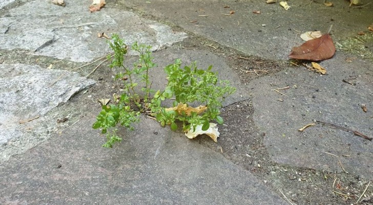 Erbacce sul pavimento del giardino? Eliminale con rimedi casalinghi ed economici