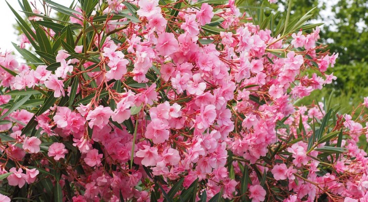 Oleandro: i consigli per decorare il giardino con una delle piante più belle dell'estate
