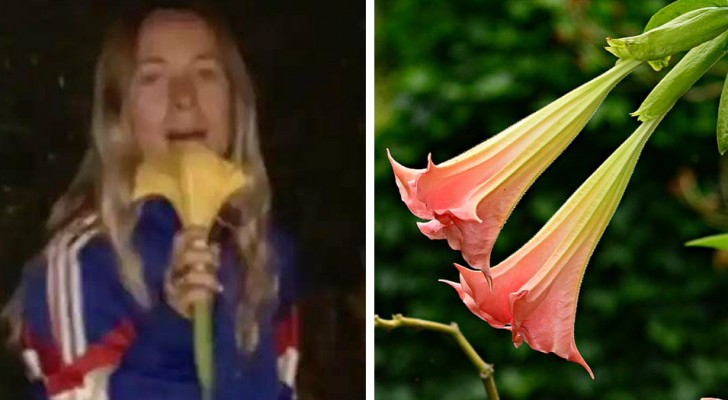 Elle trouve une fleur et la sent mais ne sait pas qu'elle est hallucinogène : une fille raconte son expérience