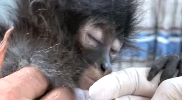 They find a wounded monkey: what the X-ray reveals is shocking !
