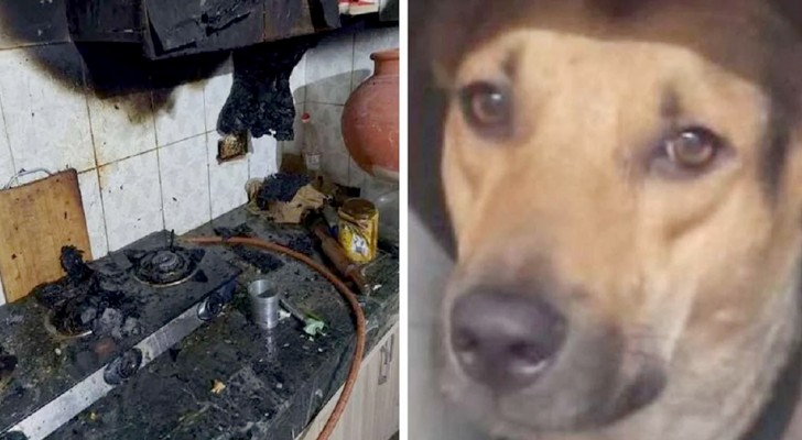 A dog "returns the favor" to the family who adopted him by saving them from a house fire