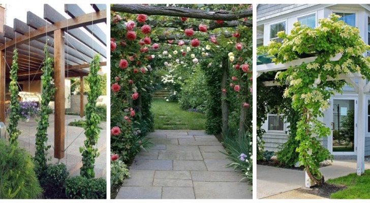 Crea un angolo fresco e rilassante in giardino con pergole e splendide piante rampicanti