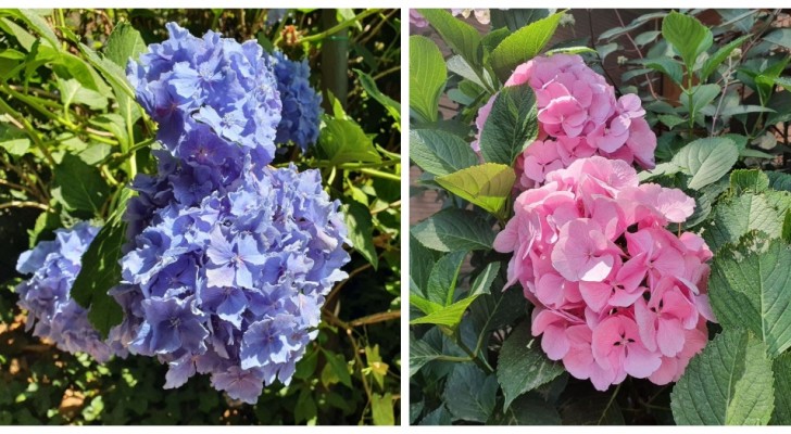 Ontdek de verschillende methodes om de kleur van je hortensia's te veranderen in je favoriete kleur