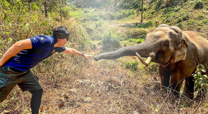 A veterinarian meets the elephant he saved 12 years earlier: "We recognized each other and said goodbye"