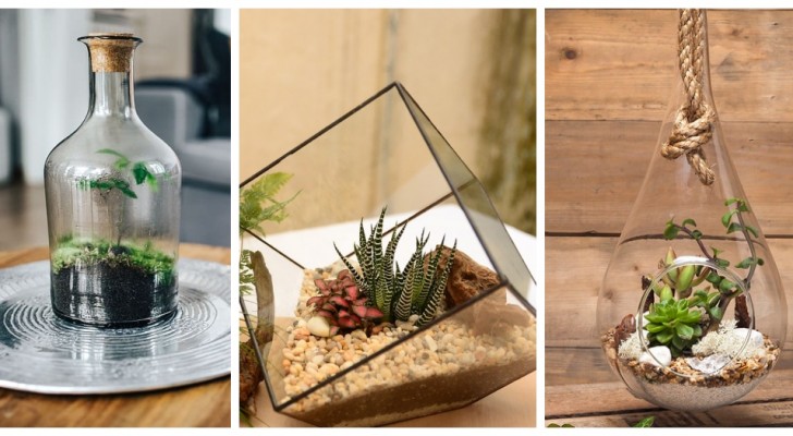Décorez votre maison avec les terrariums : des mondes verts miniatures à recréer dans de nombreux récipients en verre
