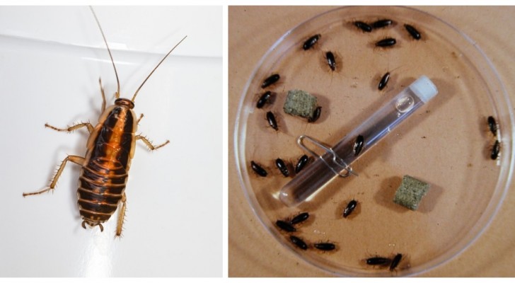 Blattella germanica: scopri come allontanare dalla casa questi scarafaggi che si nascondono nel cibo