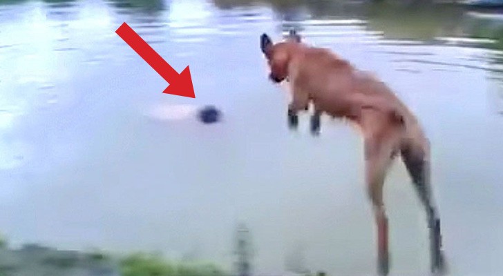 Il voit son maître plonger dans l'eau: sa réaction de ce chien vous fera sourire