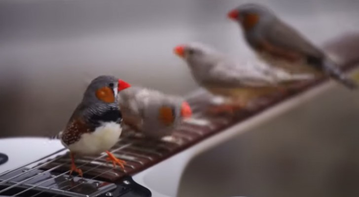 Compositori con le ali: camminando sulle chitarre elettriche questi uccellini creano incredibili melodie