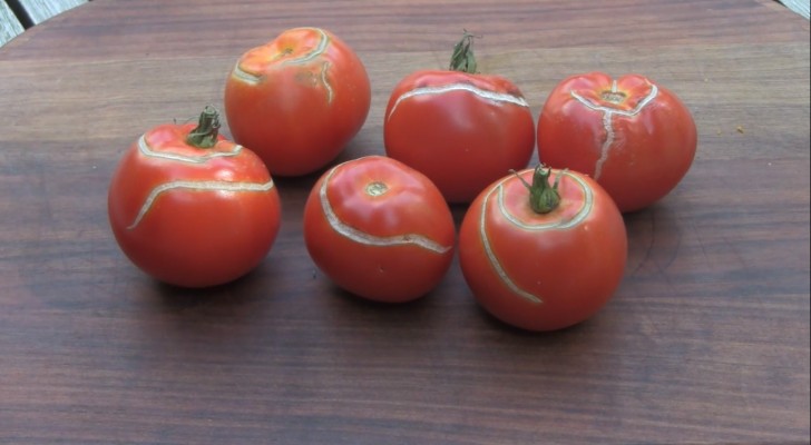 Spruckna tomater: varför uppstår sprickor och hur kan du undvika dem?