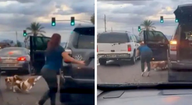 A woman stops the traffic and saves three dogs that were crossing the road: no one had stopped to help them