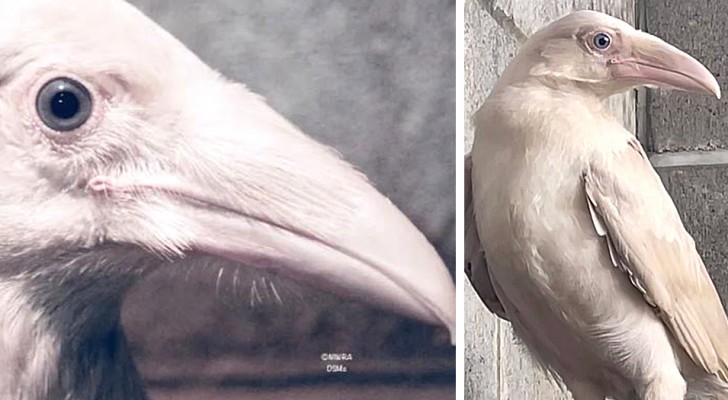 Un rare corbeau blanc aux yeux bleus a été repéré et secouru : il se bat pour sa survie