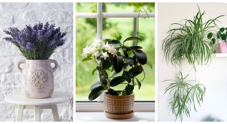 Quelles plantes dans votre chambre ? Choisissez celles qui purifient l’air et garantissent un sommeil réparateur