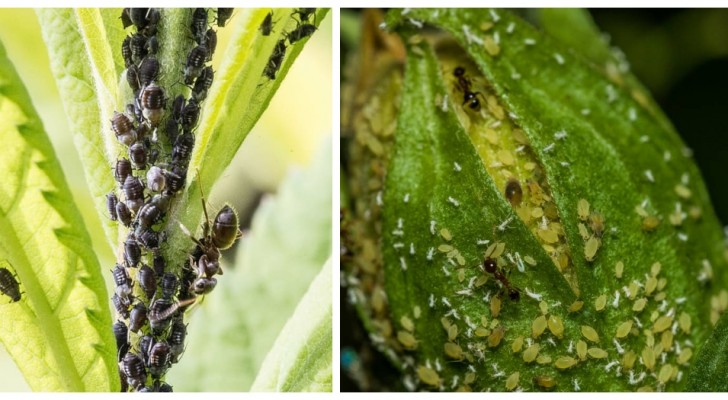 Piccoli insetti neri sulle piante? Prova a eliminarli con qualche rimedio fai-da-te