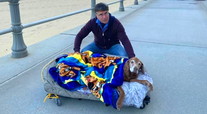 Transporta o cão idoso e doente em uma caminha para fazerem o último passeio ao ar livre