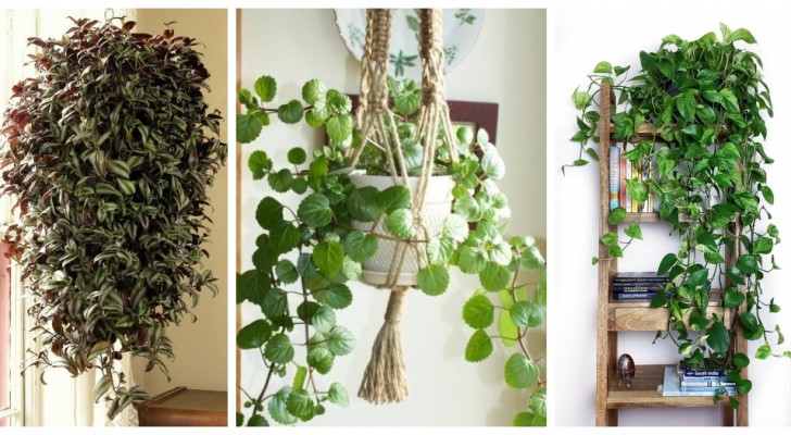 Plantes grimpantes dans la maison : découvrez les plus belles et décorez chaque chambre avec une touche de vert