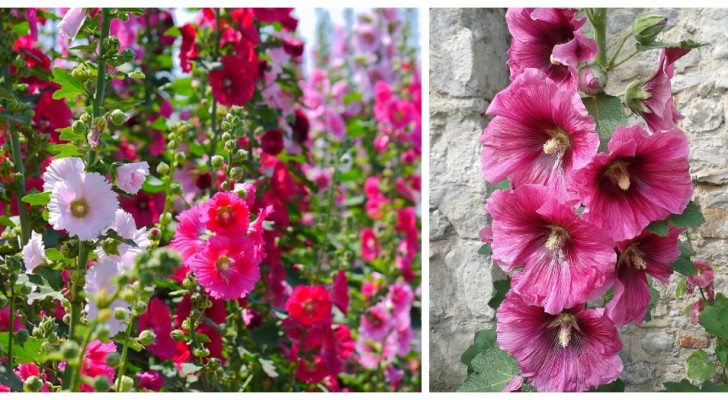 Malvarosa o Alcea rosea: sapevi che coltivare questo fiore strepitoso è davvero semplice?