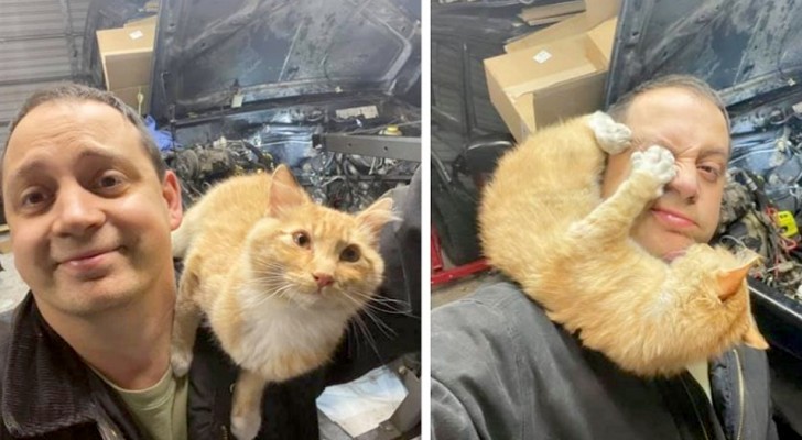 Encuentra una gatita en su garaje mientras reparaba el auto: nace una simpática amistad