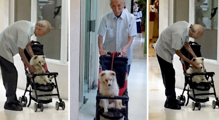 Oude man brengt zijn oude hond naar de dierenarts met een buggy