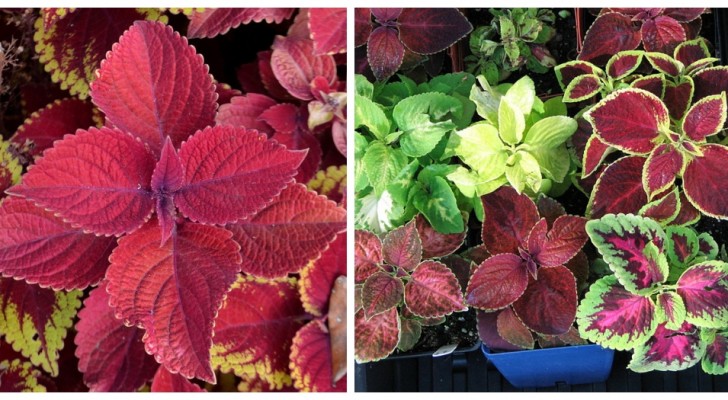 Coleus: riempi di colore la casa con queste straordinarie piante dalle foglie variopinte