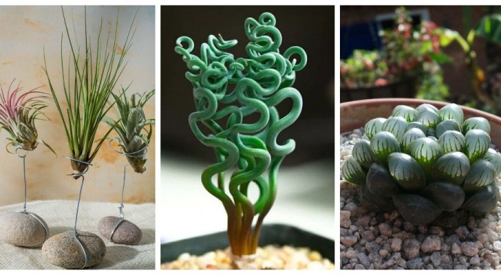 Dekorera dina interiörer med dessa ovanliga och fascinerande växter - de är superlätta att odla