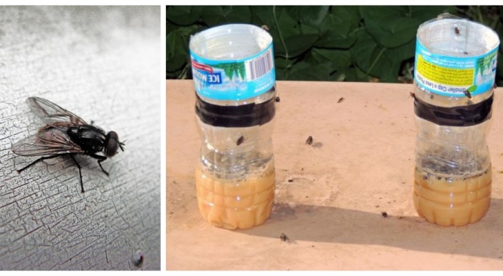 Una trappola efficace per mosche e moscerini: costruiscila con una semplice bottiglia di plastica
