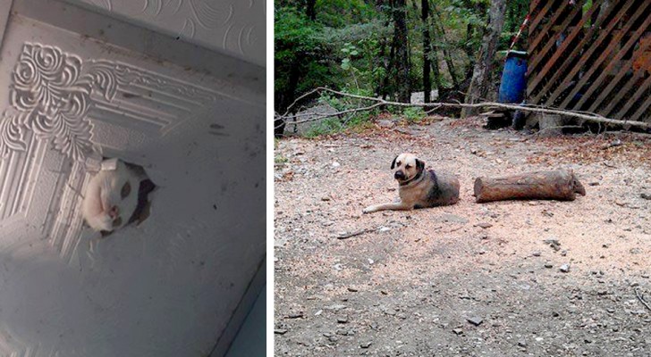 15 husdjur som skrämt livet på sin matte eller husse utan att göra det med flit