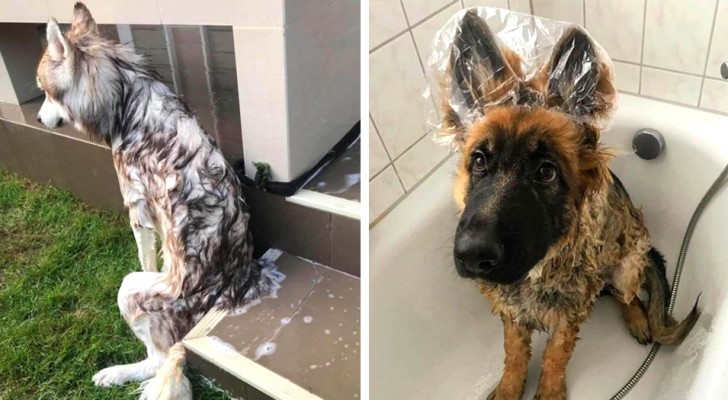 15 honden moesten in bad, maar het werd een complete nachtmerrie