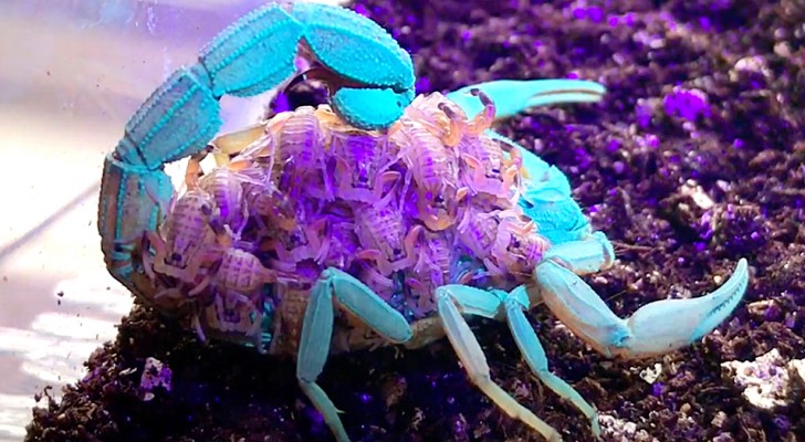 Mamma scorpione e decine di piccoli diventano fluorescenti sotto i raggi UV: il filmato è impressionante