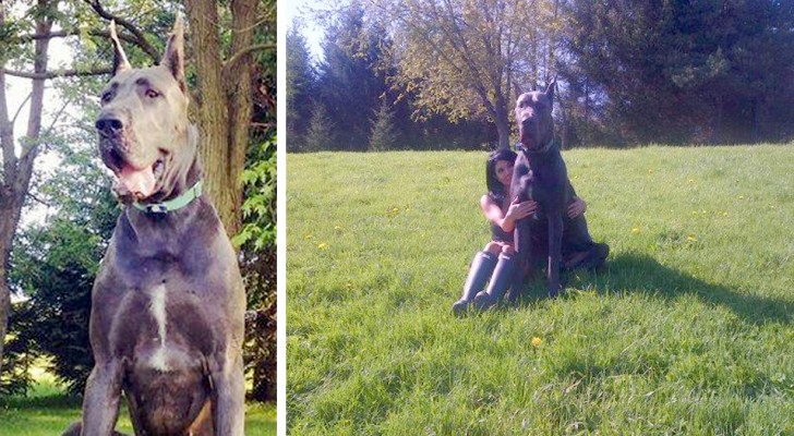 He's one of the largest Great Danes in the world but he is "afraid" of small dogs: "He wouldn't hurt a fly"