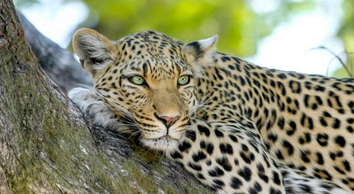 Fokker besluit de jaguar te beschermen ondanks constante aanvallen op zijn kudde koeien