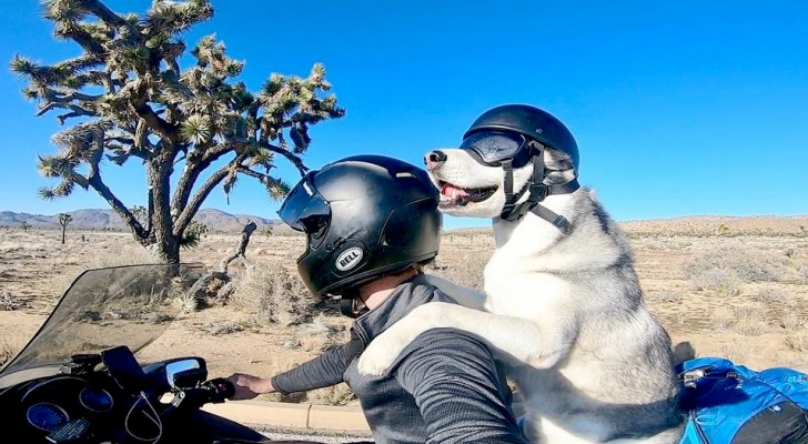 Este homem embarcou em uma incrível viagem de motocicleta com o seu husky: eles viajaram 5.000 quilômetros