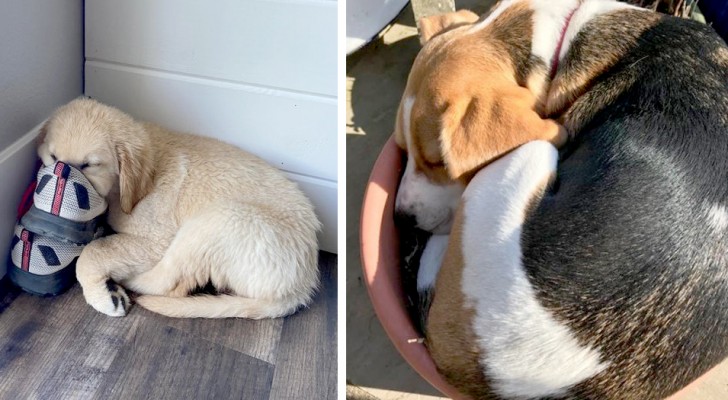 16 dogs who don't care where and where they got caught napping